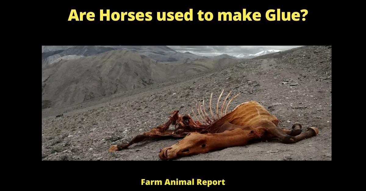 Are Horses Still used to make Glue Today? 2