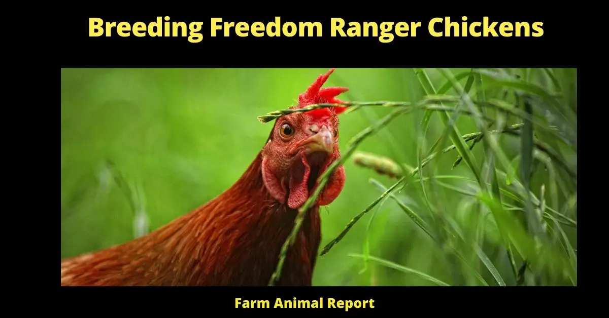 Breeding Freedom Ranger Chickens