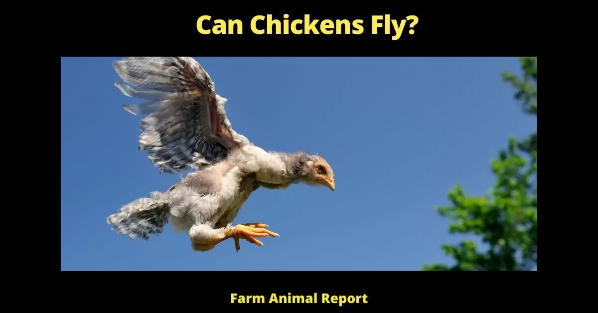 How Far Can Chickens Fly? How Far, High, Long 1