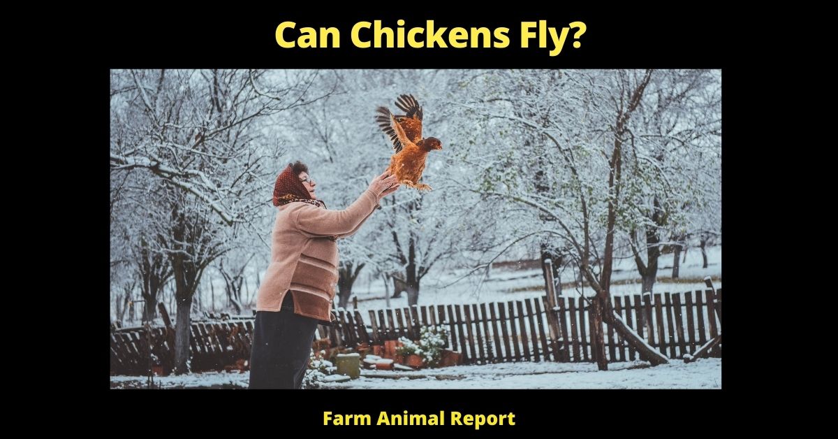 How Far Can Chickens Fly? How Far, High, Long 2