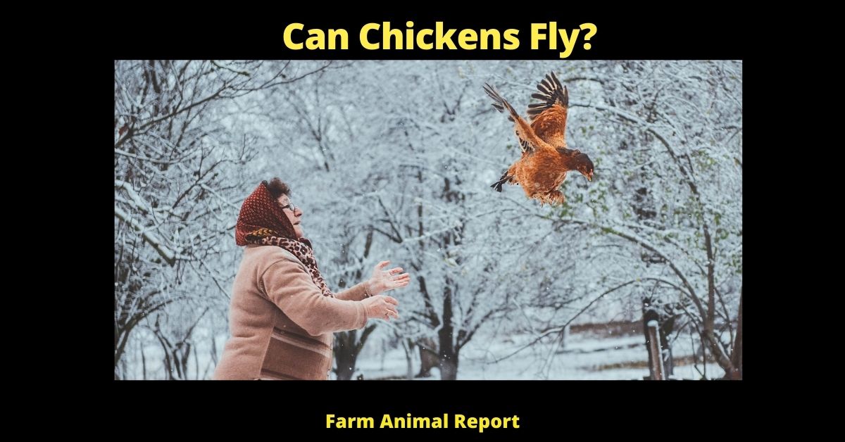 Can Chickens Fly? (How & Why) 1