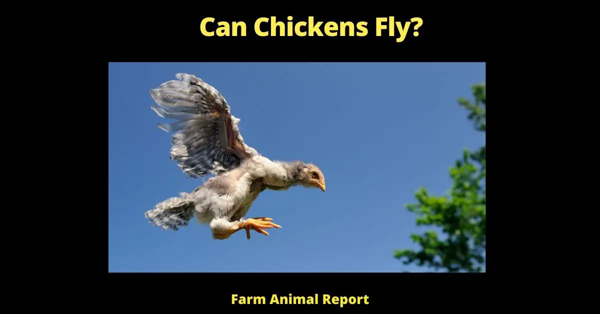 Can Chickens Fly? (How & Why) 2