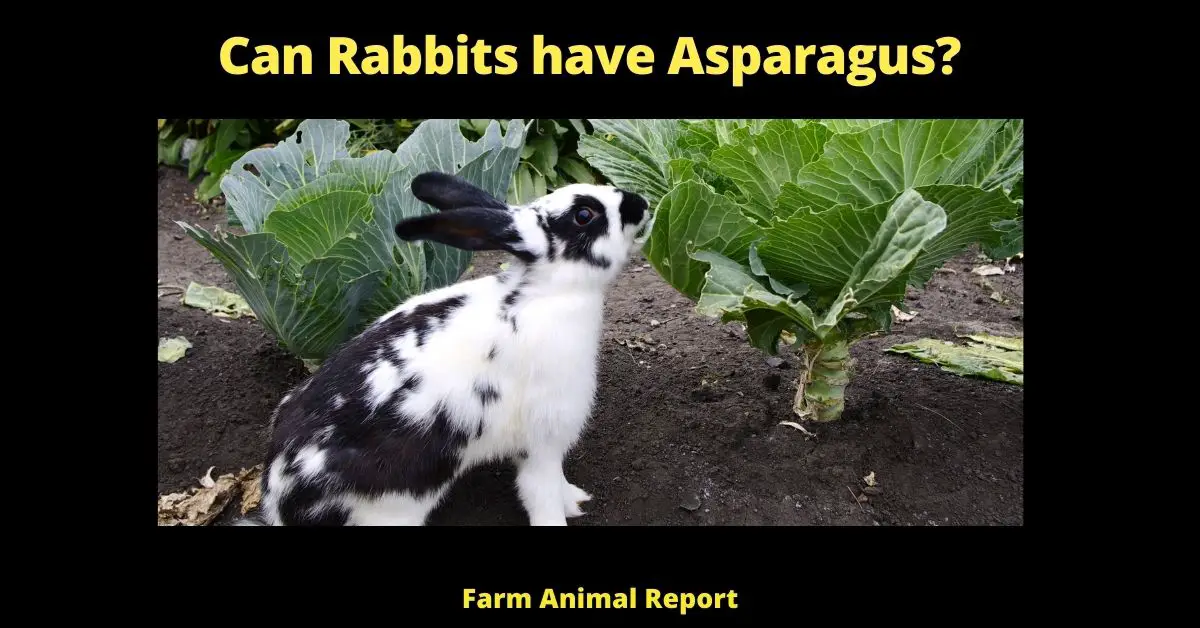 Can Rabbits Eat Asparagus? (Prevent Bingeing) 1