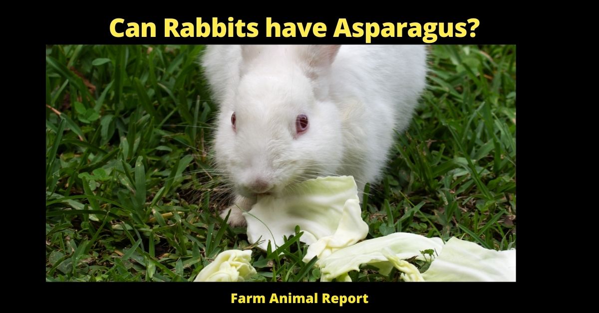 Can Rabbits Eat Asparagus? (Prevent Bingeing) 2