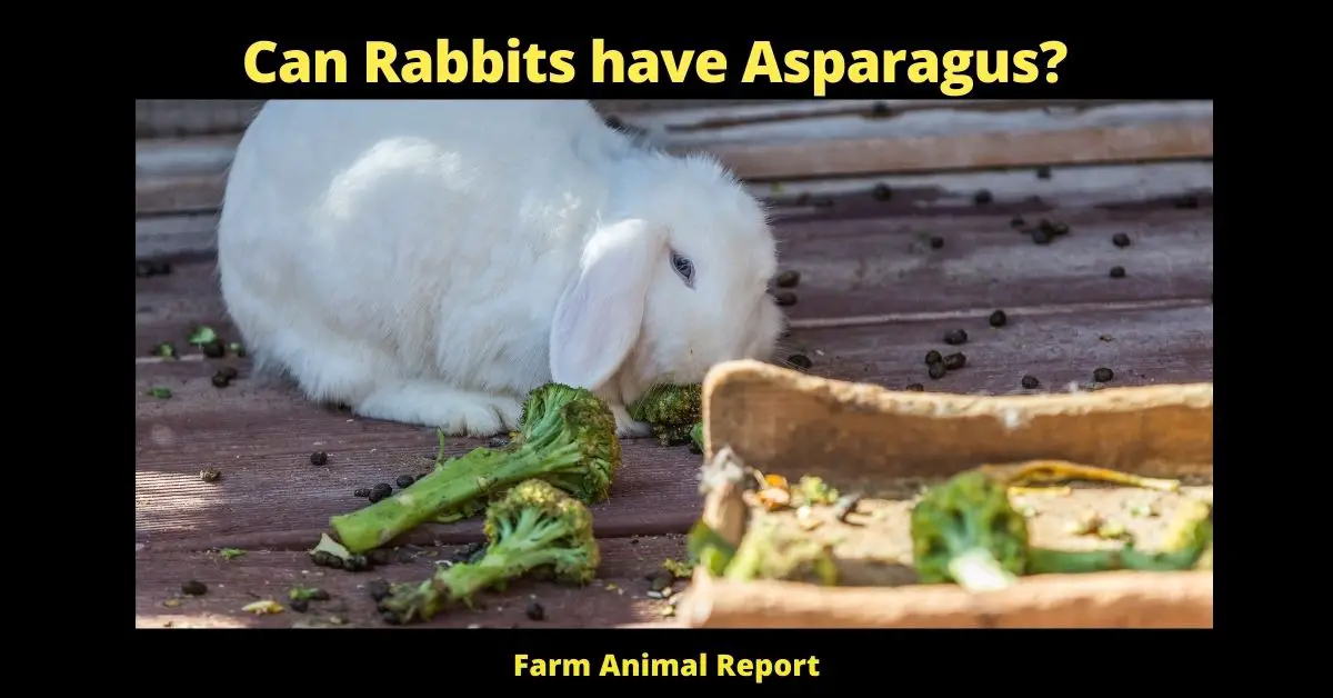 Can Rabbits have Asparagus?