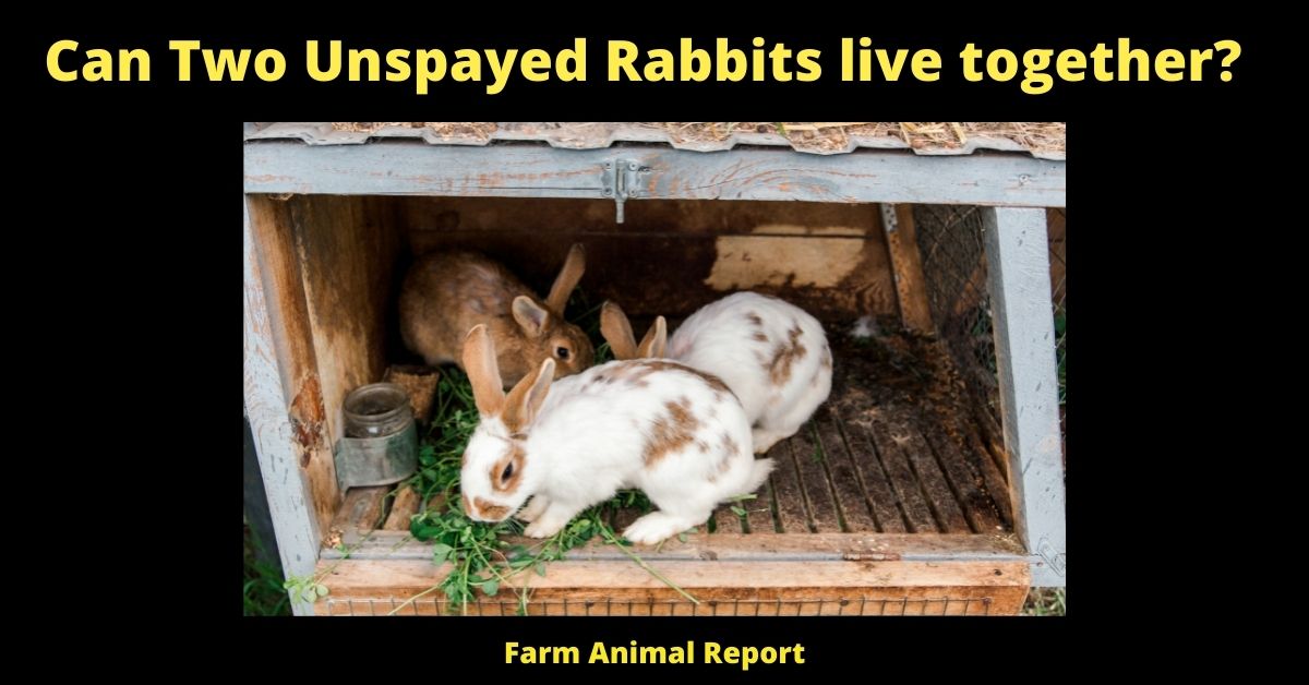 Can Two Unspayed Rabbits live together? 1