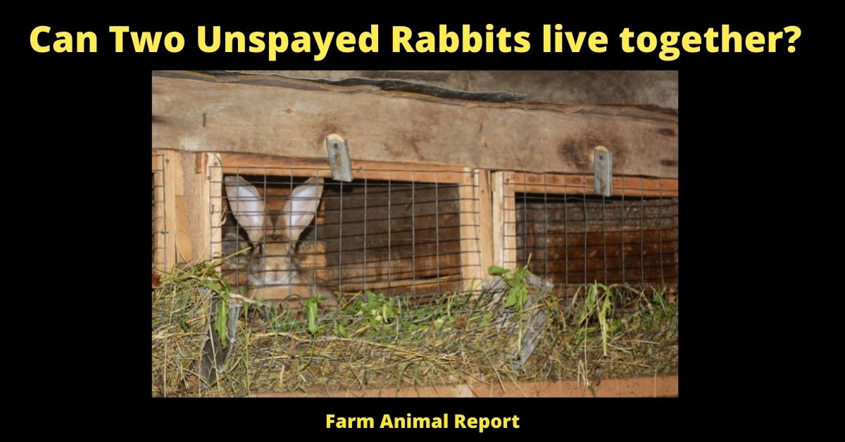 Can Two Unspayed Rabbits live together? 2
