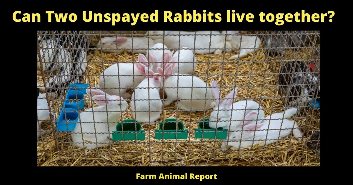 Can Two Unspayed Rabbits live together?