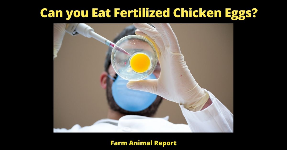 Can you Eat a Fertilized Chicken Egg | Eggs | Fertilized Eggs | Eat Fertilized Eggs | PDF| (Baby Chicks) 1
