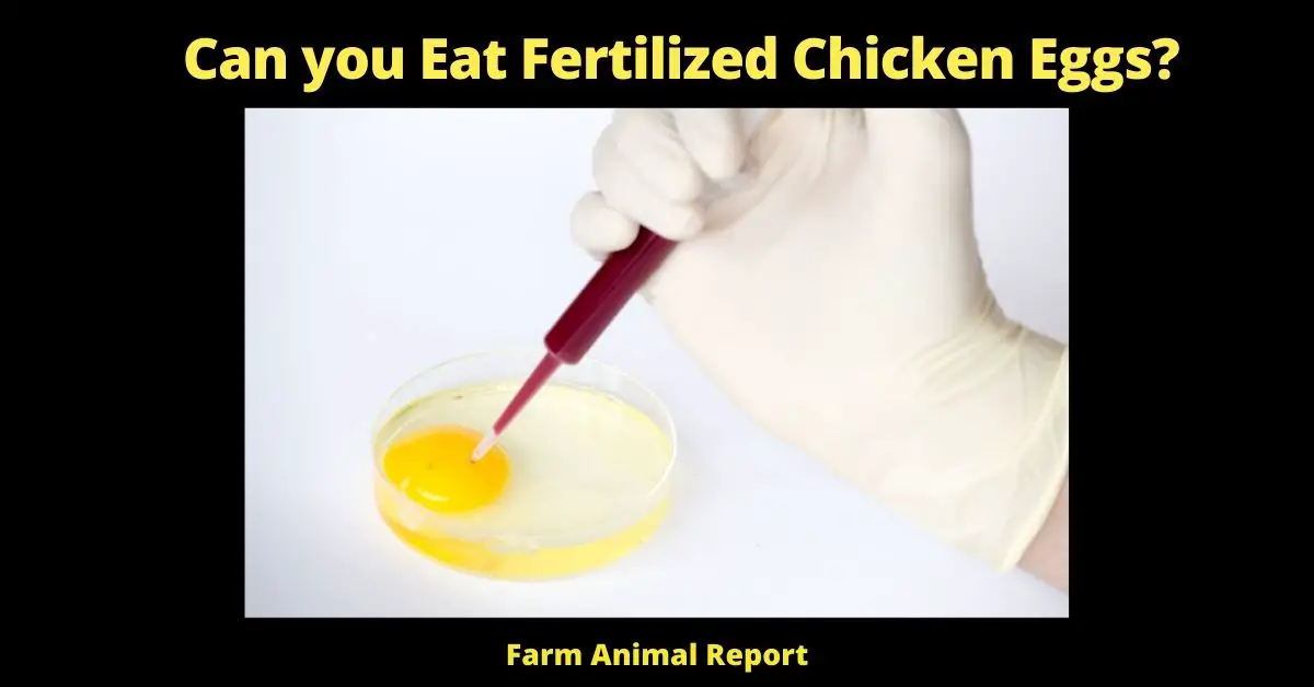 Can you Eat a Fertilized Chicken Egg | Eggs | Fertilized Eggs | Eat Fertilized Eggs | PDF| (Baby Chicks) 2
