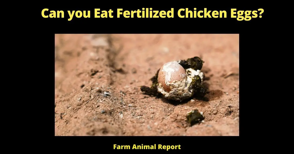 Can you Eat a Fertilized Chicken Egg | Eggs | Fertilized Eggs | Eat Fertilized Eggs | PDF| (Baby Chicks) 3
