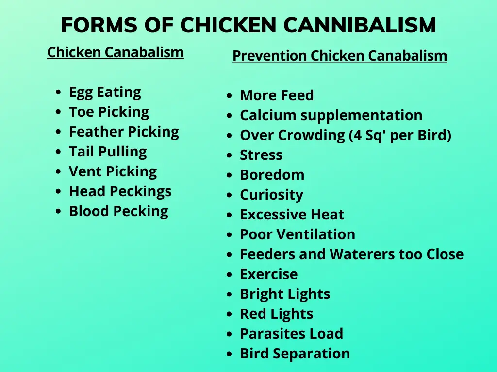Why do Chickens Peck Holes in their Eggs? (16 Reasons for Chicken Cannibalism) 1