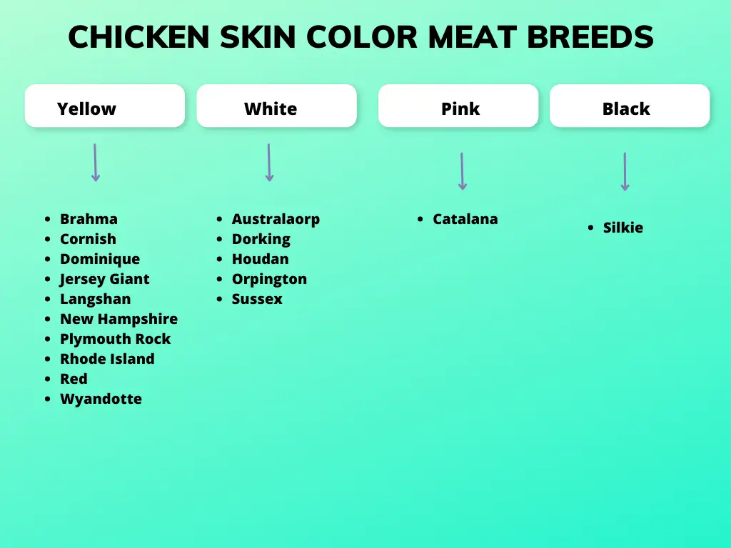 Why Do Chickens Have White and Dark Meat - 5 VIDEOS 1