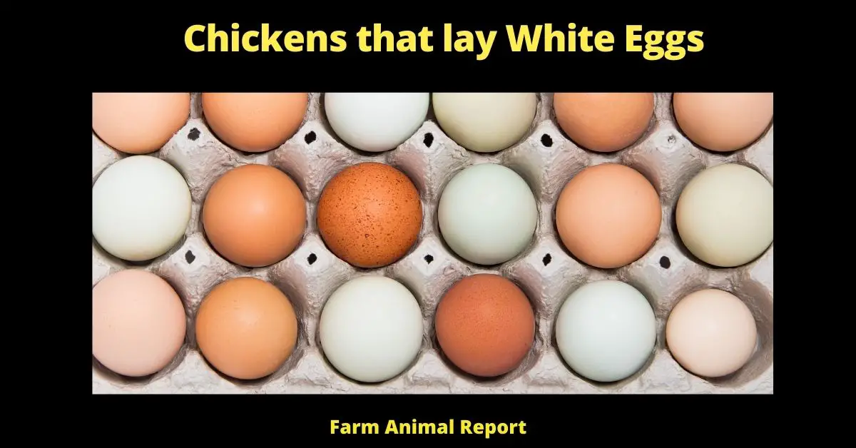 Chickens that lay White Eggs