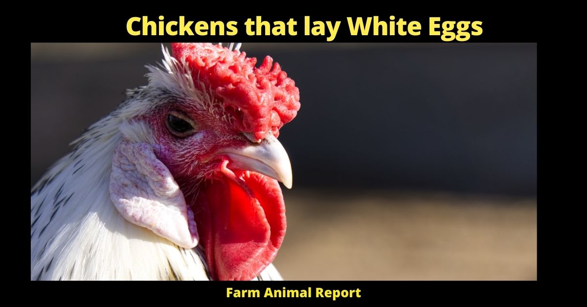 Chickens that lay White Eggs 4