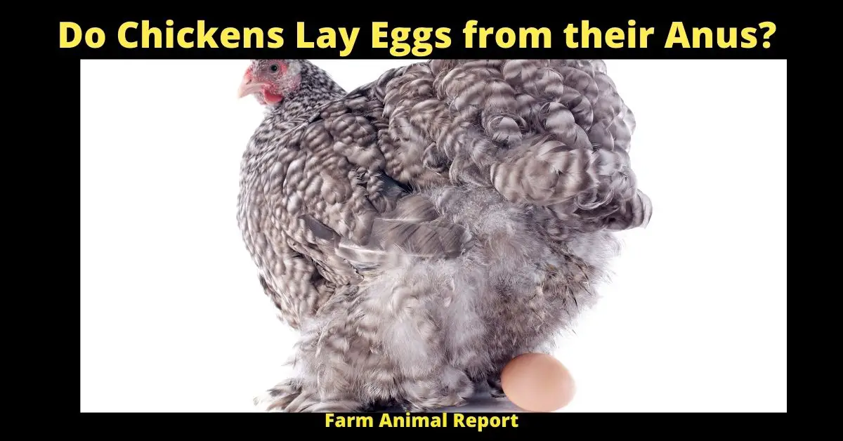 Do Chickens Lay Eggs from their Anus?