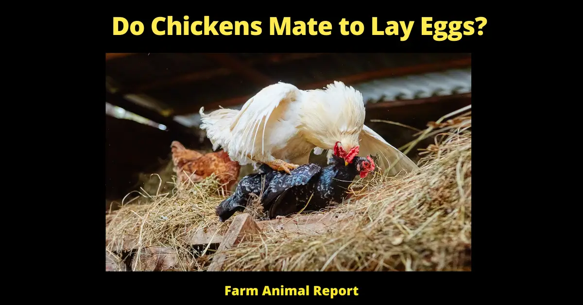 Do Chickens Mate to Lay Eggs? (Chicks) 1