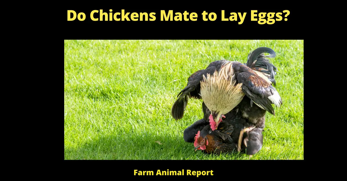 Do Chickens Mate to Lay Eggs? (Chicks) 2