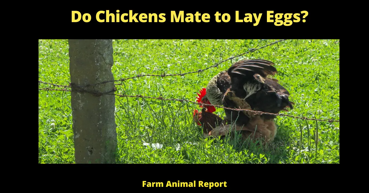 Do Chickens Mate to Lay Eggs?