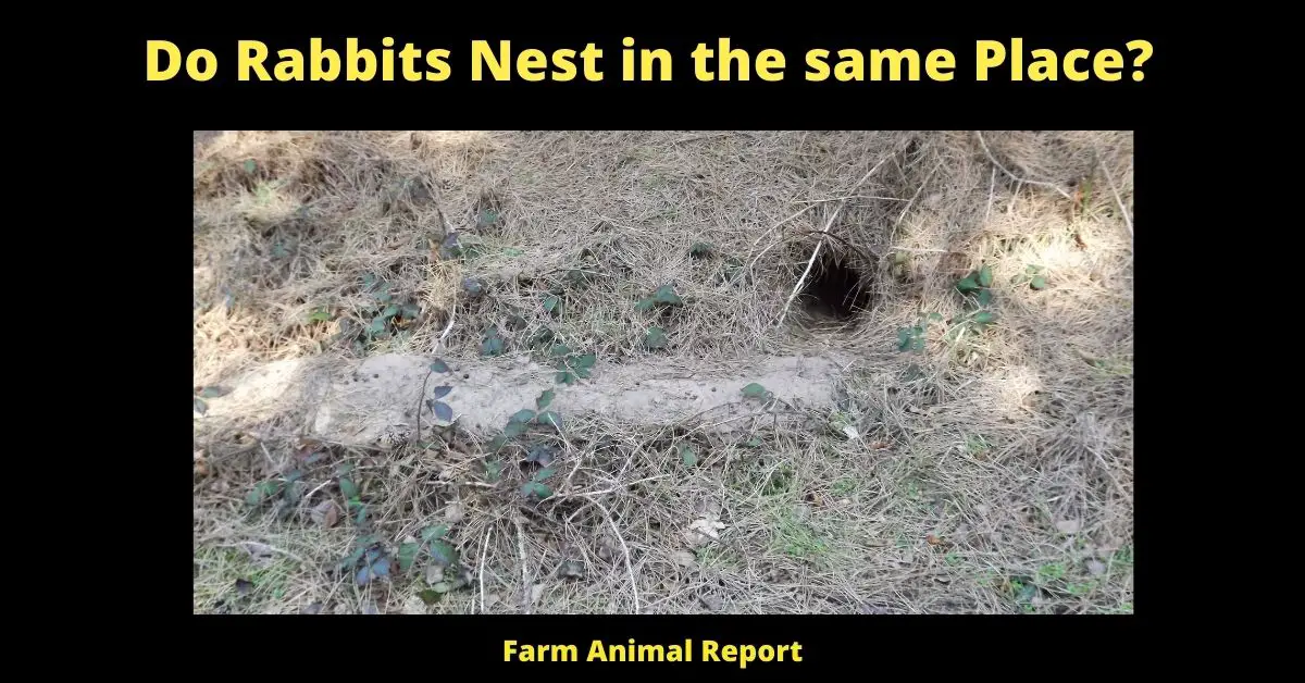 Do Rabbits Nest in the same Place? 1