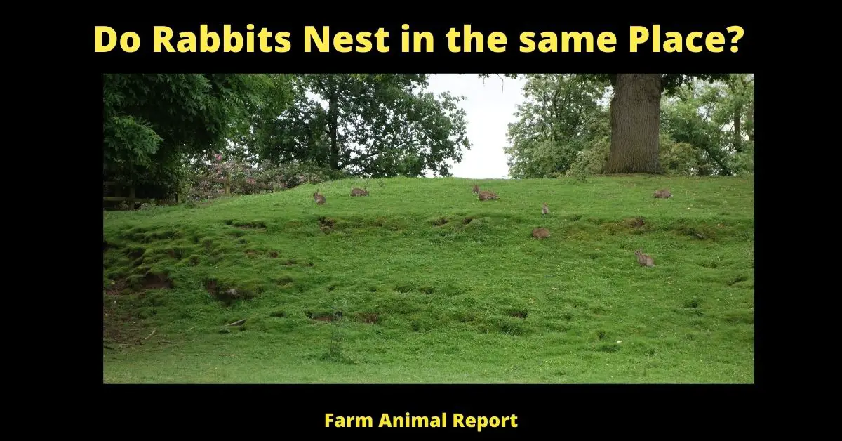 Do Rabbits Nest in the same Place (2024) | Rabbits | PDF 2