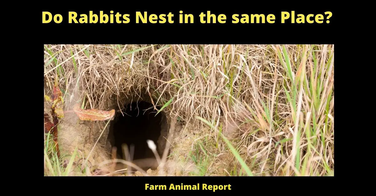 Do Rabbits Nest in the same Place?