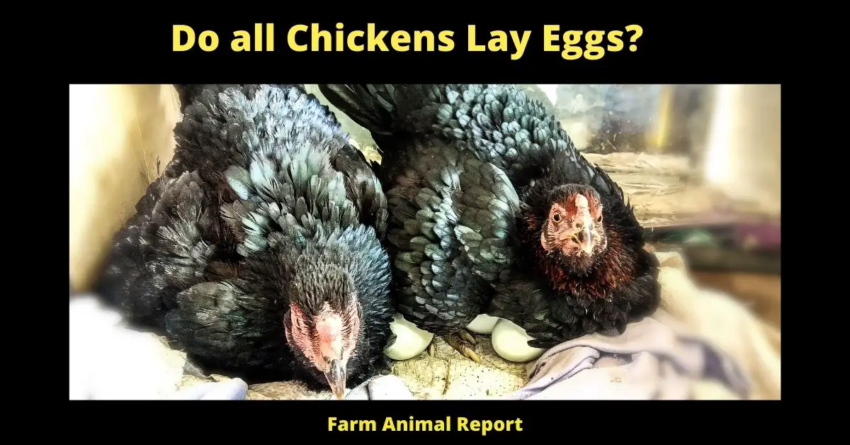Do all Chickens Lay Eggs? 1