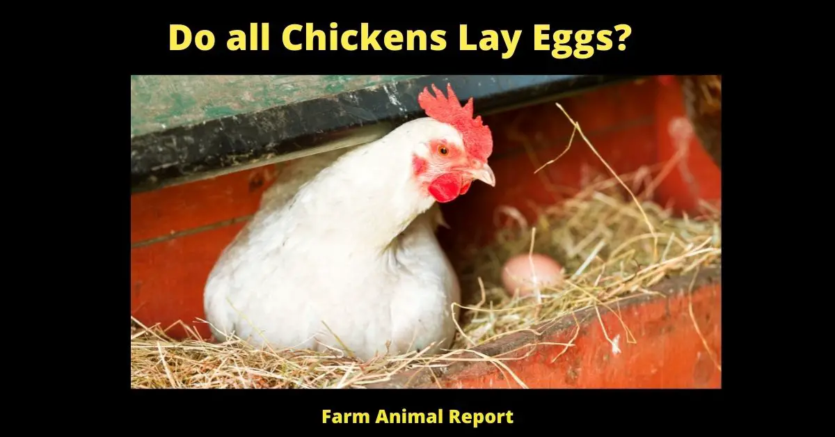 Do all Chickens Lay Eggs? 2