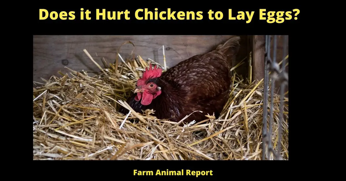 Does it Hurt Chickens to Lay Eggs | Egg | Hens | Laying Eggs (Updated 2022) 1