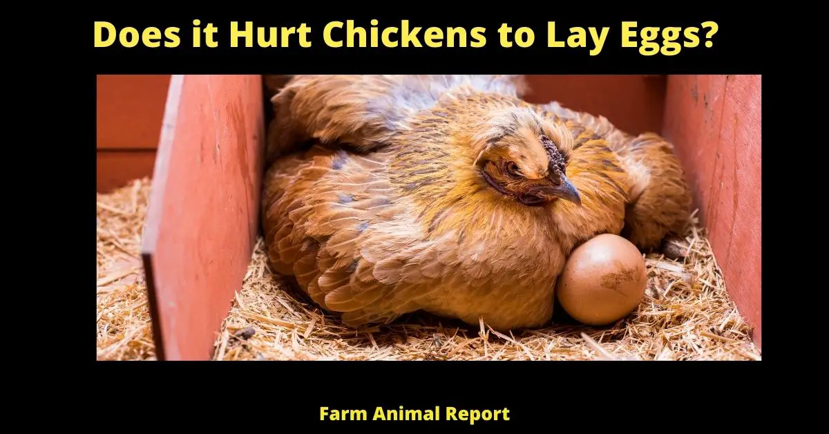 Does it Hurt Chickens to Lay Eggs | Egg | Hens | Laying Eggs (Updated 2022) 3
