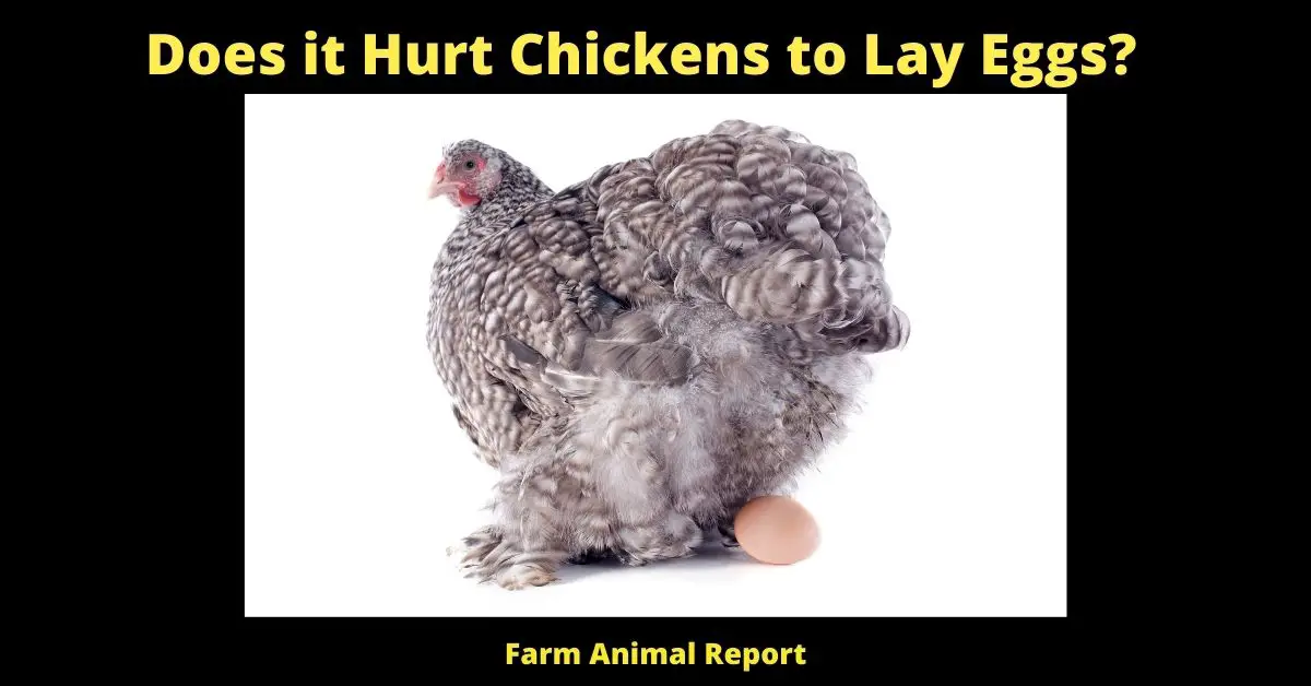 Does it Hurt Chickens to Lay Eggs | Egg | Hens | Laying Eggs (Updated 2022) 4