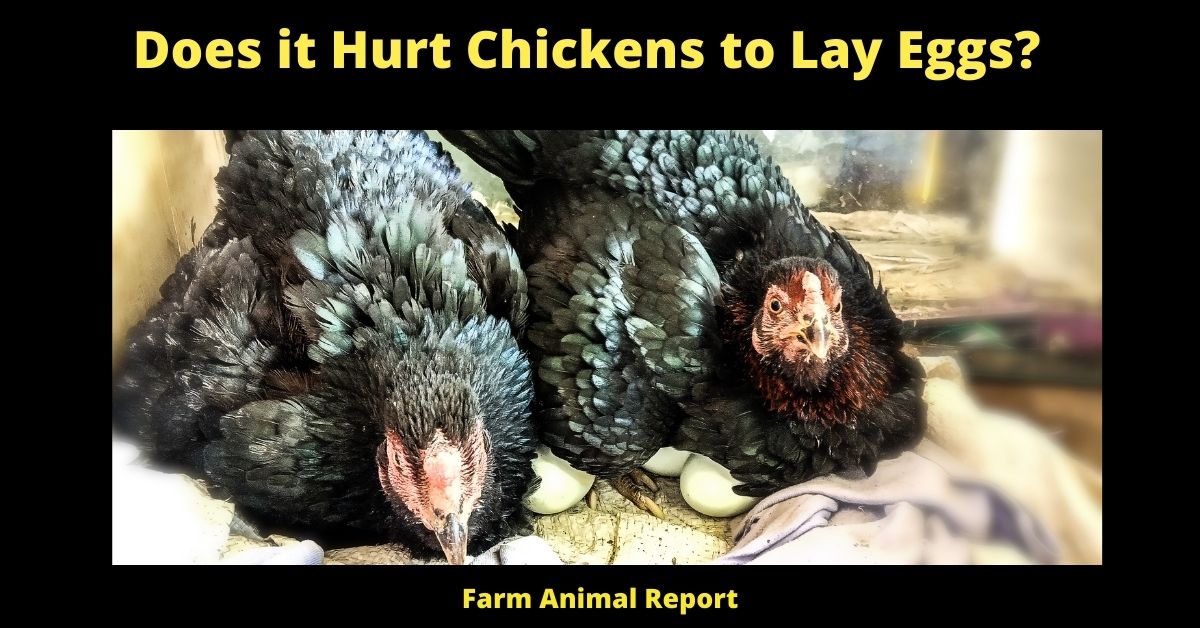 Does it Hurt Chickens to Lay Eggs?