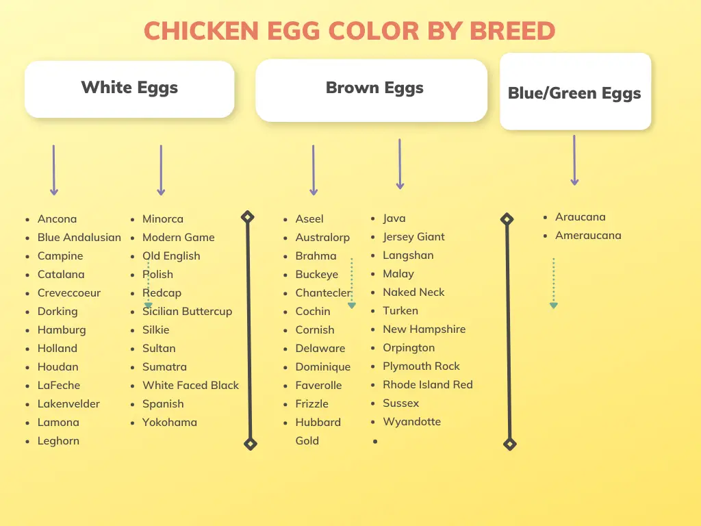 Informative Guide to Polish Chicken Egg Colors (2023) 1
