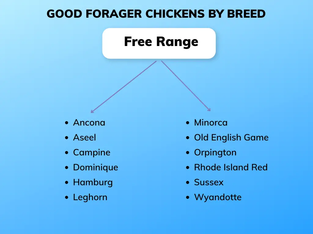 7 Proven Tips: How Far will Free Range Chickens Roam **2023** 2
