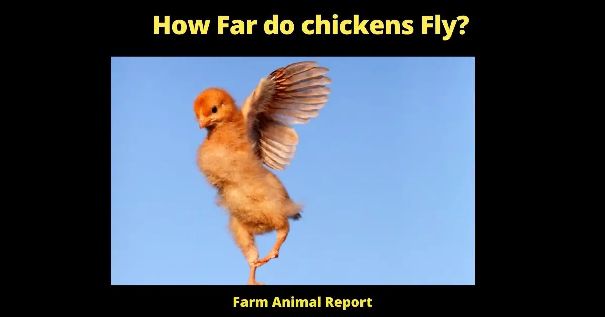 How far do Chickens Fly? (150 feet) 1