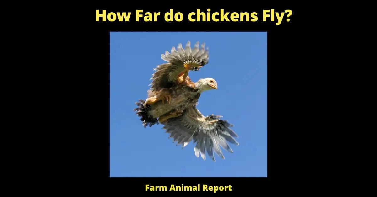 How Far do chickens Fly?