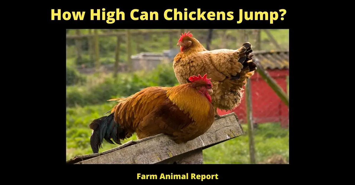 How High Can Chickens Jump | Chickens | Jumping ( Which Fence) 2