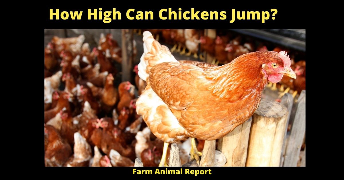 How High Can Chickens Jump | Chickens | Jumping ( Which Fence) 4