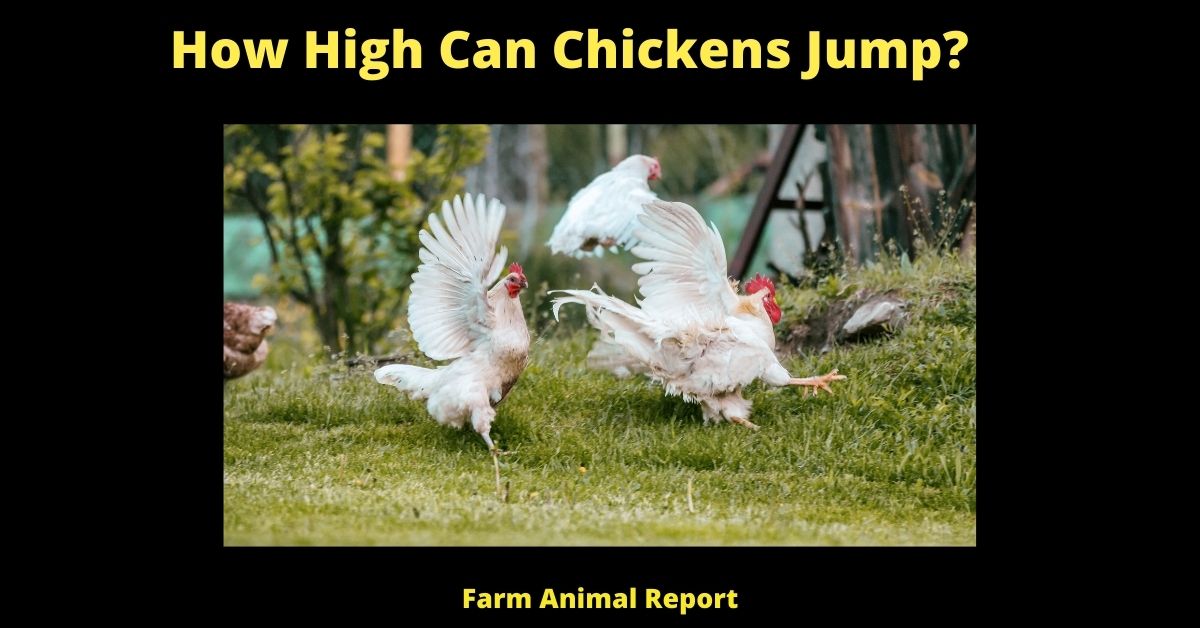 How High Can Chickens Jump?