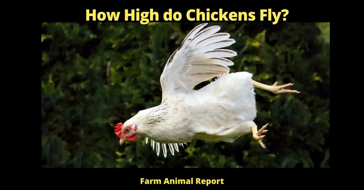 How High do Chickens Fly?
