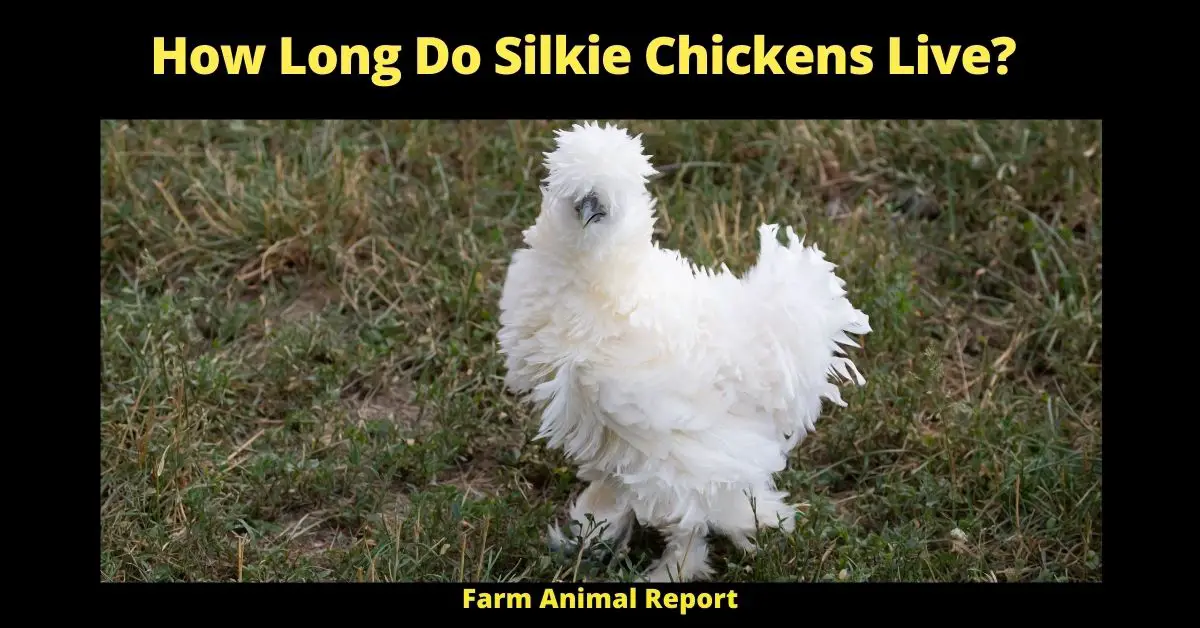 How Long do Silkie Chickens Live| Chickens | Silkie (Longevity Tips) 1