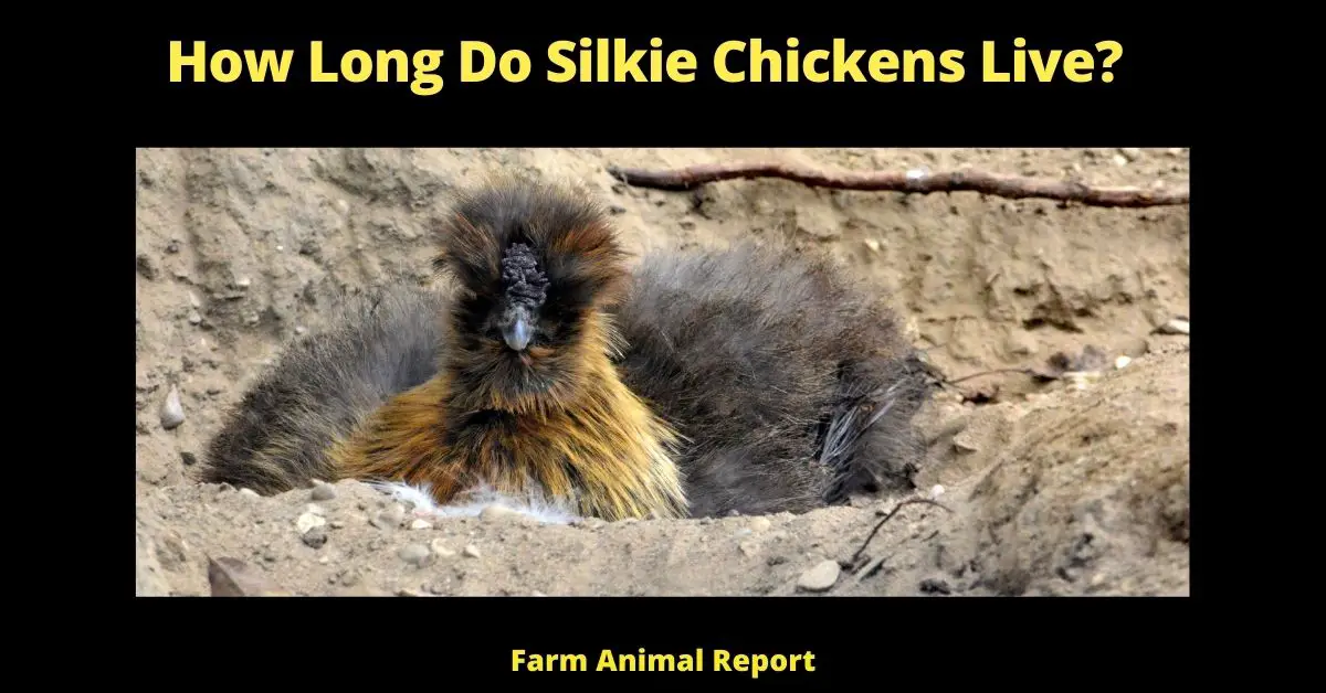 How Long do Silkie Chickens Live| Chickens | Silkie (Longevity Tips) 2