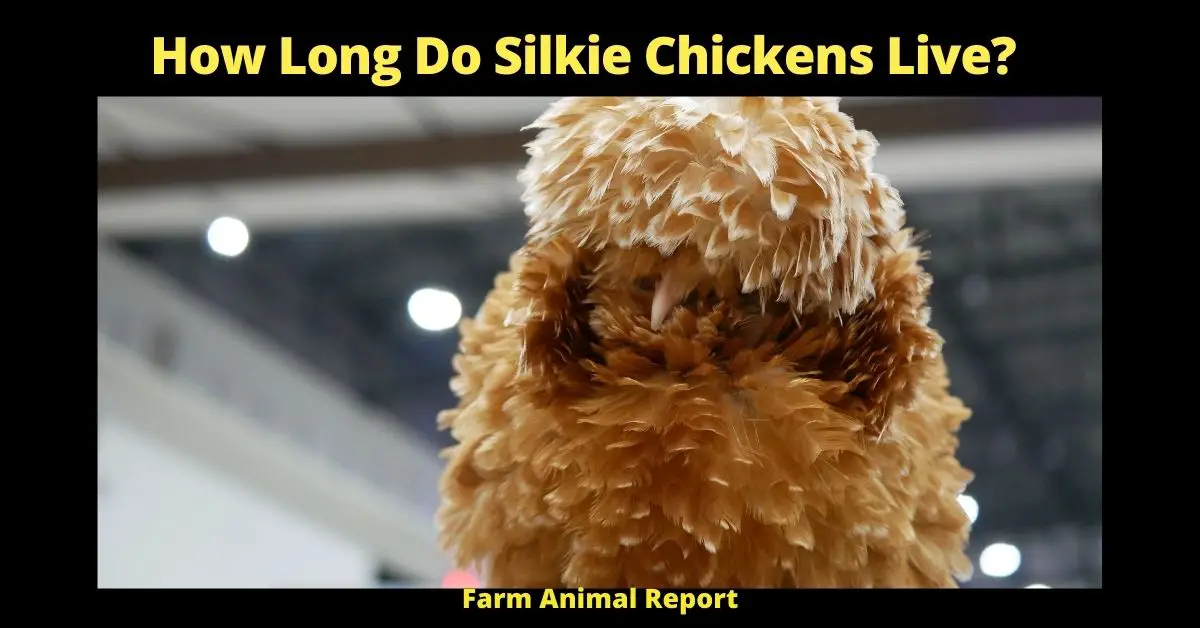 How Long do Silkie Chickens Live| Chickens | Silkie (Longevity Tips) 3