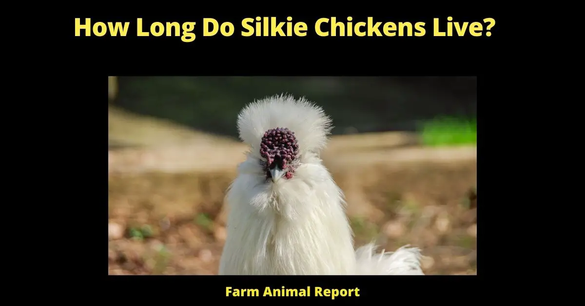 How Long Do Silkie Chickens Live?