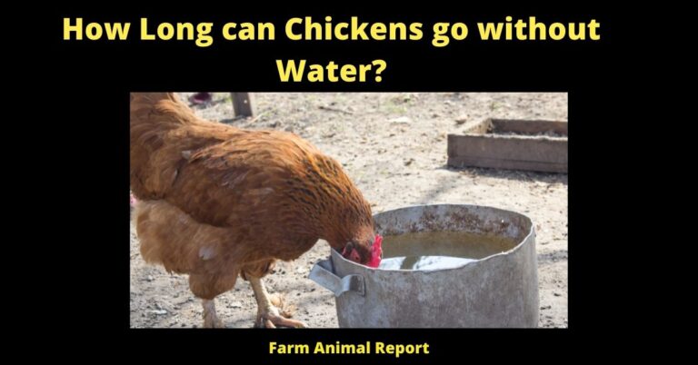 Dynamic How Long Can A Chicken Go Without Water Abstract Art Dynamic How Long Can A Chicken Go Without Water Abstract Art