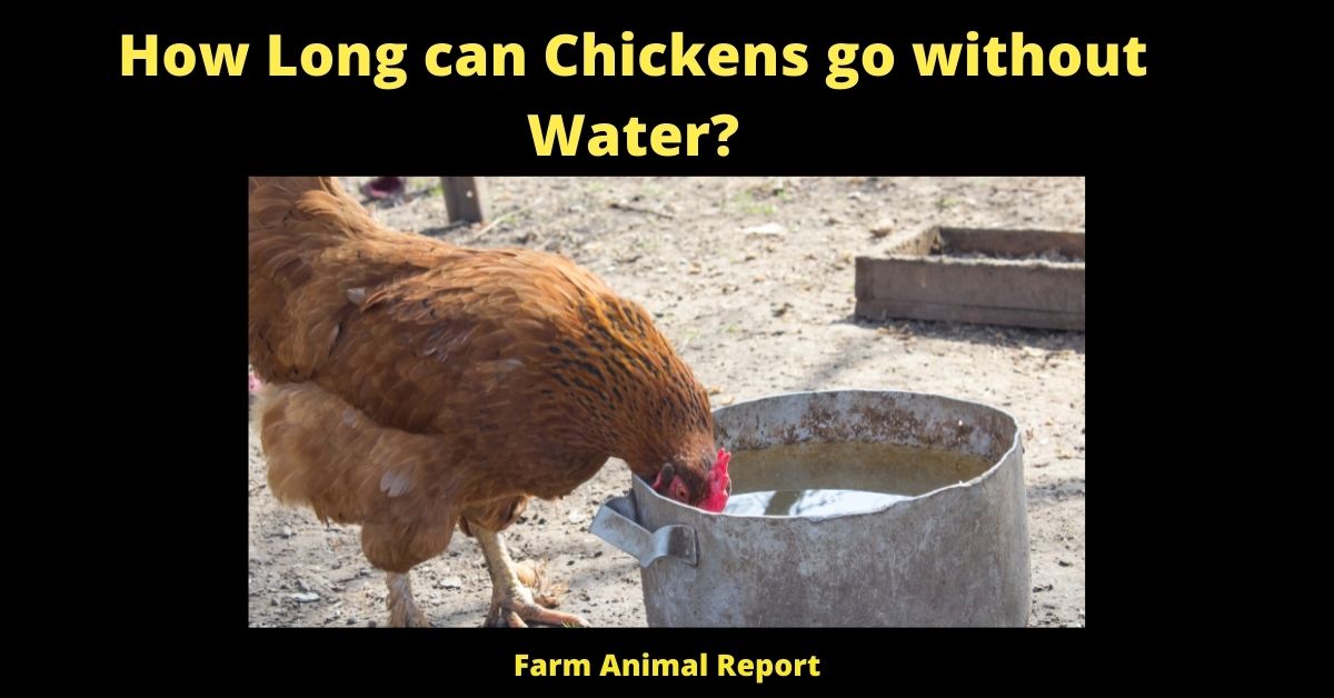 How Long can Chickens go without Water? (Updated 2022) 2