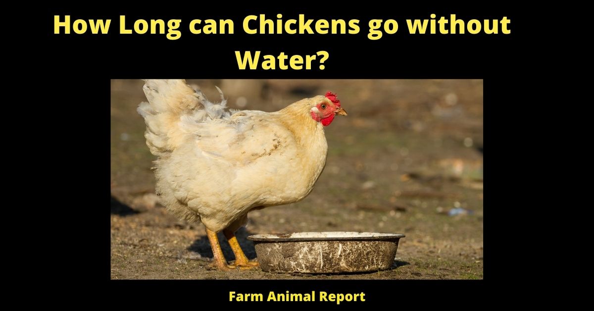 How Long can Chickens go without Water? (Updated 2022) 3