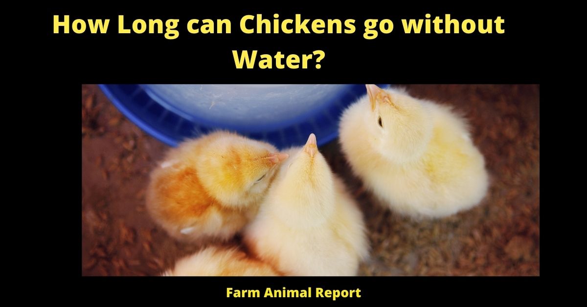 How Long can Chickens go without Water? (Updated 2023) 4