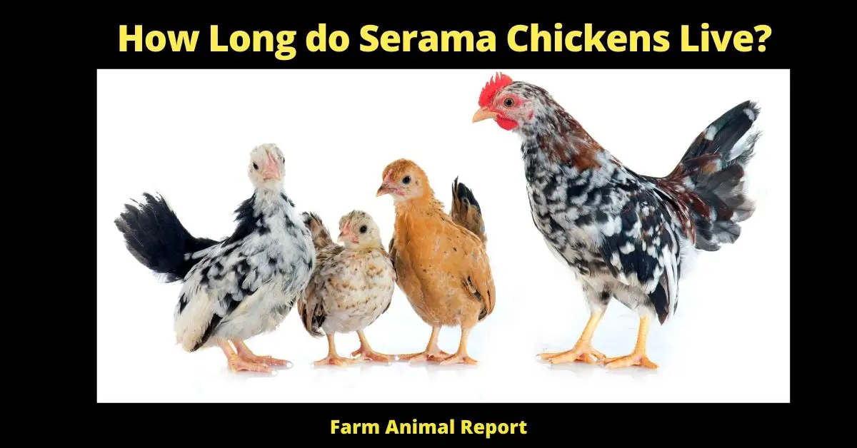 How Long do Serama Chickens Live? 1