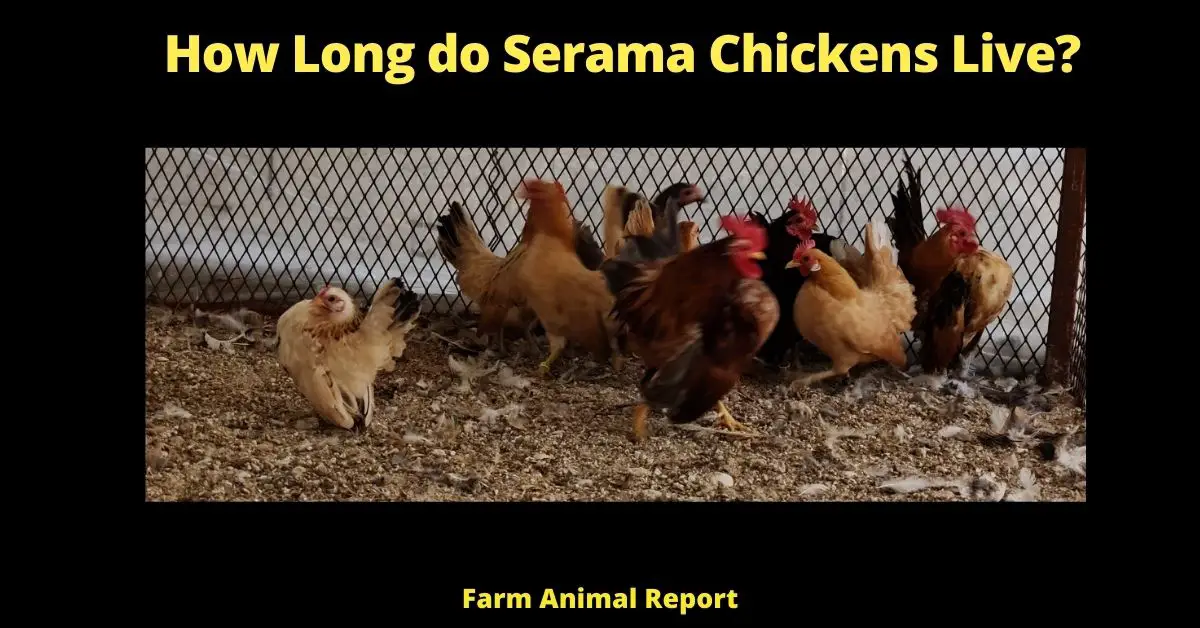 How Long do Serama Chickens Live? 2
